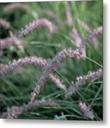 Oriental Fountain Grass Metal Print