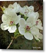 Oriental Pear Blossum Metal Print