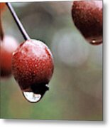 Ornamental Pear Metal Print