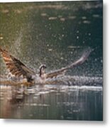 Osprey In Action Metal Print