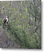 Osprey In Pine Tree 6161 Metal Print
