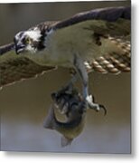 Osprey Metal Print