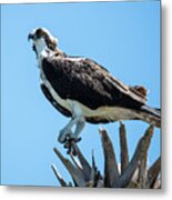 Osprey Metal Print