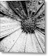 Osteospermum Petals Black And White With Water Metal Print