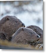 Otter Mother With Two Cubs Metal Print