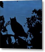 Owl At Night Metal Print