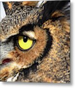 Owl Metal Print