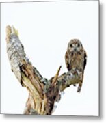 Owl On Tree Stump Metal Print