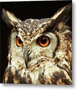 Owl Potrait Metal Print