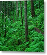 Pacific Crest Trail In A Green Forest Metal Print