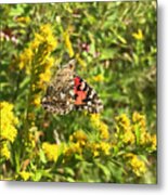 Painted Lady And Goldenrod 5 Metal Print
