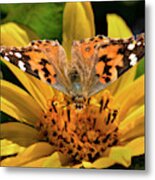 Painted Lady Butterfly And Mules Ears Wildflower Metal Print