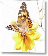 Painted Lady Butterfly, Cosmos Flower Metal Print