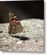Painted Lady Butterfly Dark And Light Metal Print