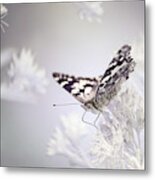 Painted Lady- Infrared Metal Print