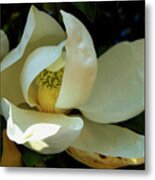 Painted Magnolia Metal Print