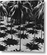 Palm Shadows Metal Print