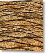 Palm Tree Trunk Close-up Metal Print