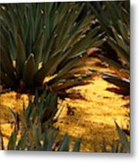 Palo Brea Blossoms Covering Agave Gardens Metal Print