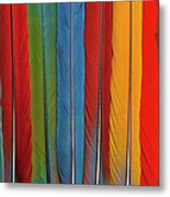 Pan Of 13 Macaw Tail Feathers Metal Print