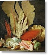 Panaches De Mer, Lithophytes Et Coquilles-still-life With Shells And Coral Canvas. Metal Print
