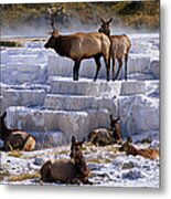 Panoramic Scene Of Elk In Winter Metal Print