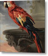 Parrot By Rubens Metal Print
