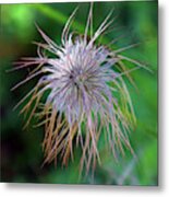 Pasque Flower Is A Species Belonging To The Buttercup Family Ran Metal Print