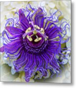 Passiflora Incarnata Metal Print