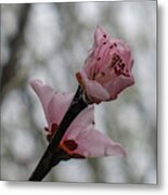 Peach Blossom Metal Print