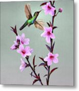 Peach Blossoms And Hummingbird Metal Print