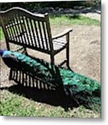 Peacock Feathered Bench Metal Print