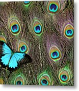 Peacock Feathers & Blue Butterfly Metal Print