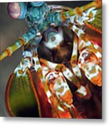 Peacock Mantis Shrimp Metal Print