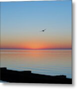 Pelican Dawn Metal Print