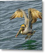 Pelican Take Off Metal Print