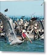 Pelicans And Cormorants Feeding Metal Print