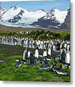 Penguin Colony Metal Print