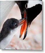 Penguin Kiss Metal Print