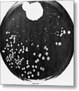 Penicillin And Staphylococci In A Petri Metal Print