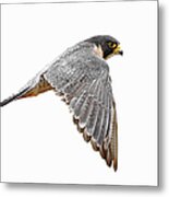 Peregrine Falcon Bird Metal Print