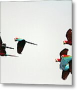 Peru, Red And Green Macaws Flying Metal Print