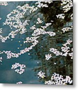 Petals Of Cherry Blossoms Metal Print
