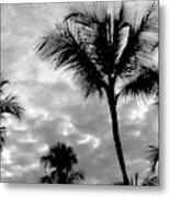 Photo 53 Palm Trees Metal Print