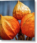 Physalis Metal Print