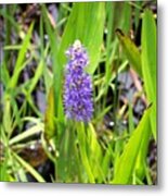 Pickerel Weed Metal Print