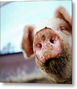 Pig Metal Print