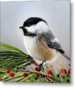 Pine Chickadee Metal Print