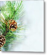 Pine Cone On Fir Tree Brunch Under Snow Metal Print