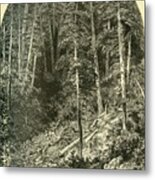 Pine Forest On West Branch Metal Print
